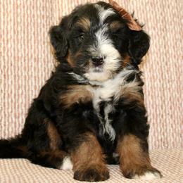 Onyx - Tri-color male Bernedoodle puppy in Apple Creek, Ohio from Cuddle Paws