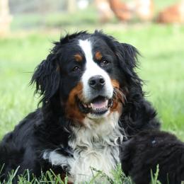 Kenia - Black tan and white female Bernese Mountain Dog puppy in Elkton, Maryland from Bernese Beauties