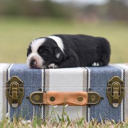 Beau - Black & white male Miniature Australian Shepherd puppy in White Oak, Texas from Triple Lake Ranch Miniature Australian Shepherds