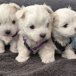 Maltese and Maltipoos from Logan's Perfect Puppies