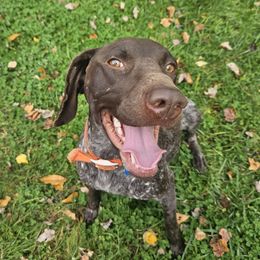Chilli - German Shorthaired Pointer