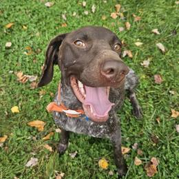 Chilli - German Shorthaired Pointer