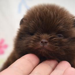Wink - Chocolate Pomeranian puppy in Westminster, Colorado from VanityPom’s