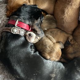 Sammie Jo - Dachshund