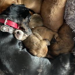 Sammie Jo - Dachshund