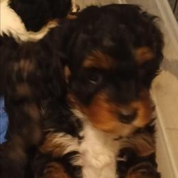 Leo - Black and tan male Cavapoo puppy in East Providence, Rhode Island from Marta's Cavaliers