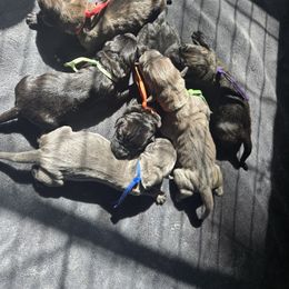 CRANBERRY - Red female Cane Corso puppy in St. Cloud, Florida from Magical Creature Cane Corso