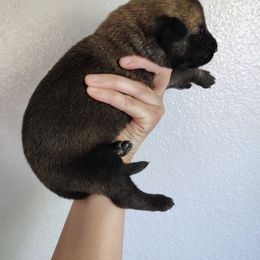 Boy 7 - Fawn sable male Belgian Malinois puppy in Marshall, Michigan from Dream K9