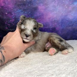 Blue boy - Blue merle white and tan male Shetland Sheepdog puppy in Elk, Washington from Asgard Shetland Sheepdogs