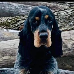Moon - English Springer Spaniel