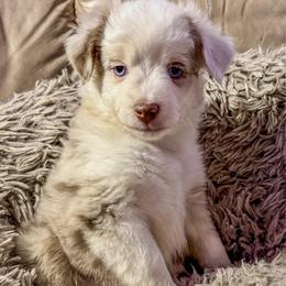 Red Merle - Red merle female Miniature Australian Shepherd puppy in Helmville, Montana from CKO Country Road Aussies