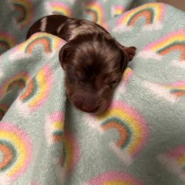 Boy 1 - Dapple male Dachshund puppy in Columbiana, Alabama from Tonya's Dachshunds