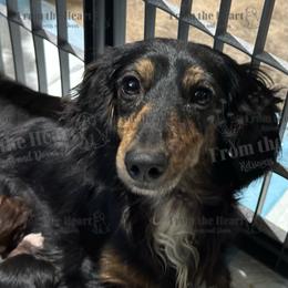 Mookie - Dachshund