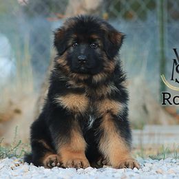 Rocco - Black and red male German Shepherd puppy in Herriman, Utah from VMS Shepherds