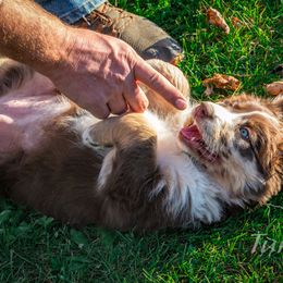 Border Collie, Golden Retriever, and Sporty Mix Puppies from Turbo Border Collies & Coltrievers