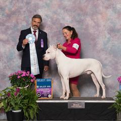 Cash - Dogo Argentino