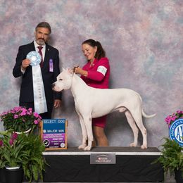 Cash - Dogo Argentino