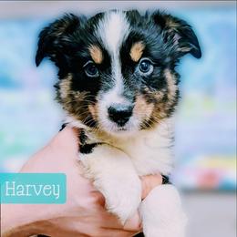 Harvey - Black tri male Miniature Australian Shepherd puppy in Punta Gorda, Florida from Christie's Creekside Aussies