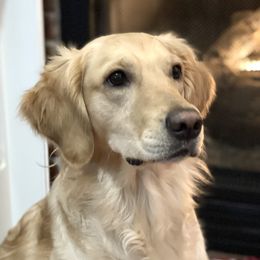 Malla - Golden Retriever