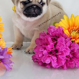 Pug Puppies from Companion Pups