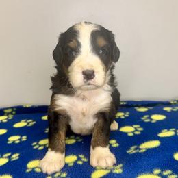Sophie Boy 1 - Tri-color male Bernedoodle puppy in Russiaville, Indiana from Pleasant Creek Minibernedoodles