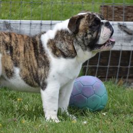 Pepper - Bulldog