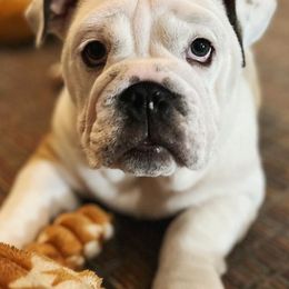 Bulldogs from Burnsworth Bullies