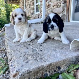 Cocker Spaniel Puppies from Sylvan Acres Spaniels