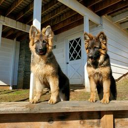 German Shepherd Puppies from Silver Knight Shepherds