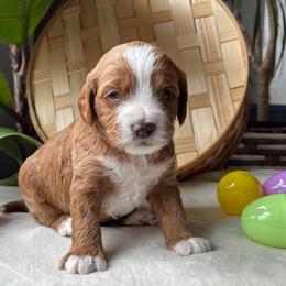Bear - Red male Cavapoo puppy in Orrstown, Pennsylvania from Pawfect Fur Friends
