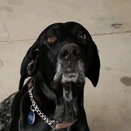 German Shorthaired Pointers from Wagoner GSP's
