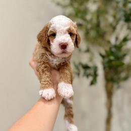 Oakley boy - Apricot male Goldendoodle puppy in Rio Linda, California from Plush Doodles