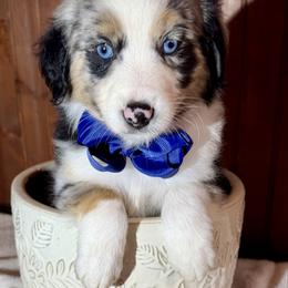 Blue collar - Blue merle male Miniature Australian Shepherd puppy in 32046, Florida from River Hill Ranch