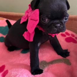 Francesca - Black female Pug puppy in Hesperia, Michigan from Manistee Farms