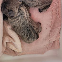 French Bulldog Puppies from 4 Leaf Frenchies