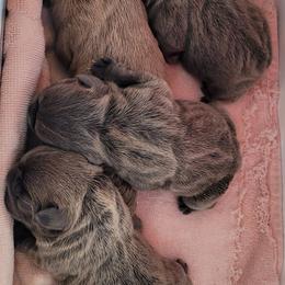 French Bulldog Puppies from 4 Leaf Frenchies