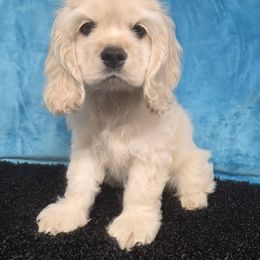 Puddles - Buff male Cocker Spaniel puppy in Greers Ferry, Arkansas from Lake Area Cuddly Cockers