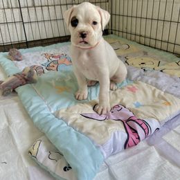 Boxer Puppies from Martinez Boxers of Central Florida