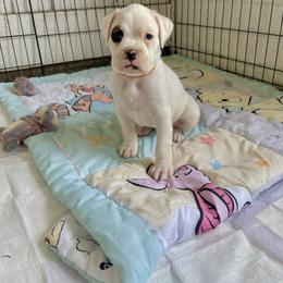 Boxer Puppies from Martinez Boxers of Central Florida
