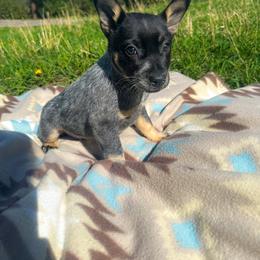 Diamond 2800 - Blue male Australian Cattle Dog puppy in Kalispell, Montana from BTR Australian Cattle Dogs