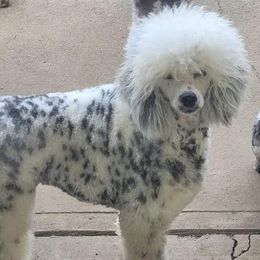 Dottie - Poodle