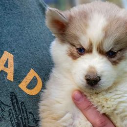 Girl 1 - Siberian Husky puppy in Adrian, Michigan from Greenlese Happy Huskies