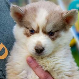 Girl 1 - Siberian Husky puppy in Adrian, Michigan from Greenlese Happy Huskies