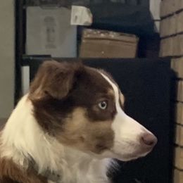 Miniature Australian Shepherd All Grown Up from Diamond Rainbow Aussies