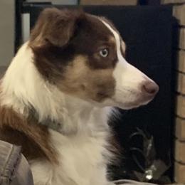 Miniature Australian Shepherd All Grown Up from Diamond Rainbow Aussies