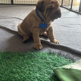 Chinese Shar-Pei, Cocker Spaniel, and Companion Cross Puppies from Mini Hippo Land