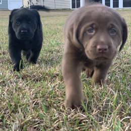 Labrador Retriever Puppies from Savannah Bluff Retrievers