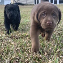 Labrador Retriever Puppies from Savannah Bluff Retrievers