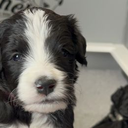 Bernedoodles from Beckett’s Bernedoodles