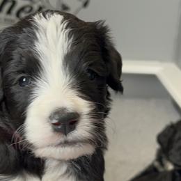 Bernedoodles from Beckett’s Bernedoodles
